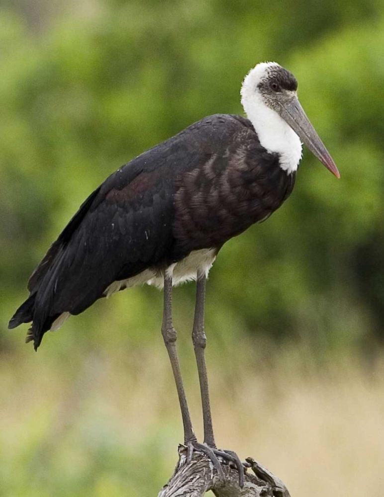 Kenya Abdims stork perched on branch